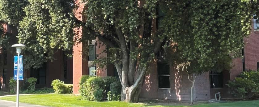 Mcdonald hall being covered by trees